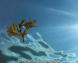 Drifting algae, shot done with compact camera Canon Power... by Helena Encarnação 